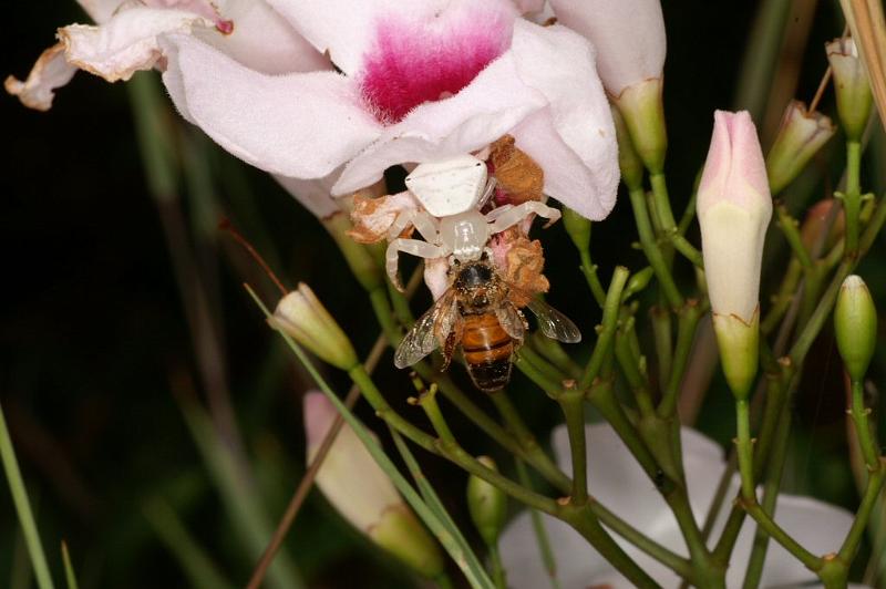 Thomisus_spectabilis_D4100_Z_88_Alexandra hills Brisbane_Australie.jpg